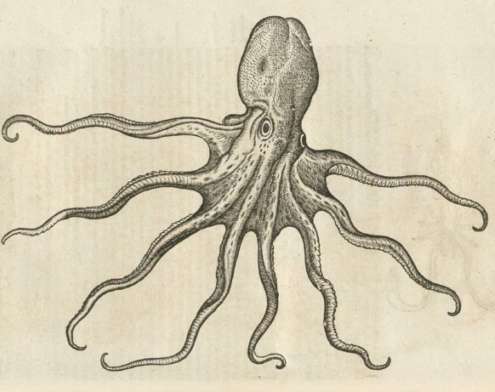 Conrad Gesner Octopus Drawing