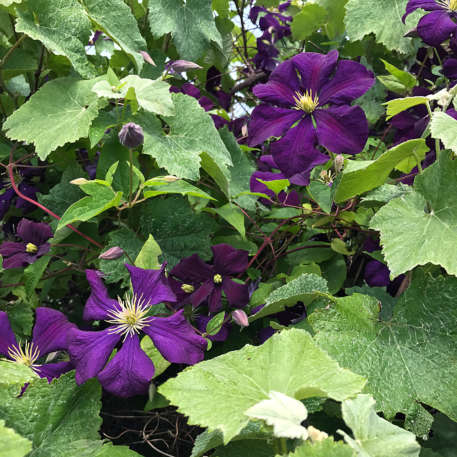 Clematis-two