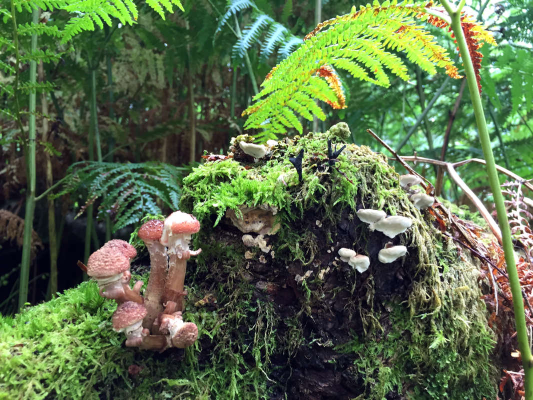 fungi-and-ferns