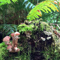 fungi-and-ferns