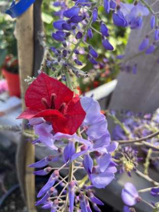 Bouganvillea Wisteria Colour