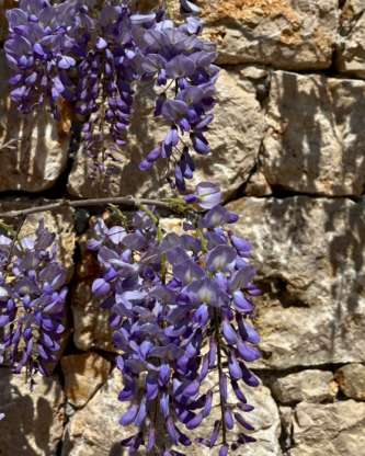 Wisteria Wall