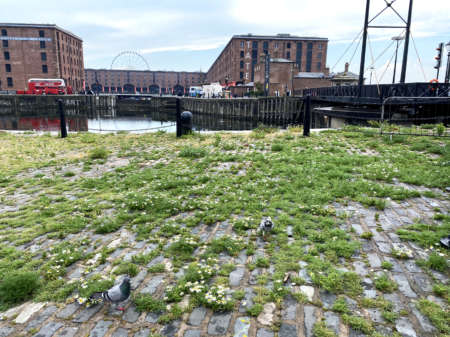 Dock Cobble Plants